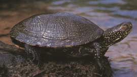 mocsri teknos